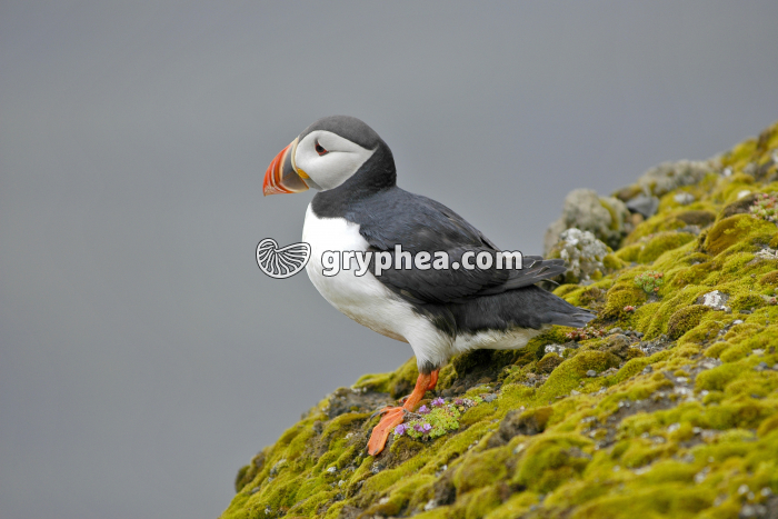 Macareux Dyrholaey - gryphea.org